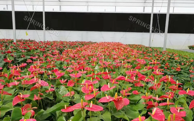 Се продава стаклена градина Multispan Anthurium