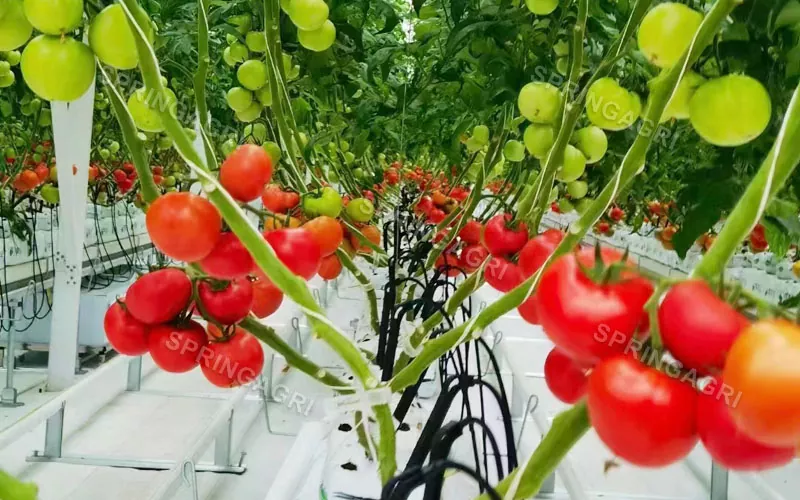 Multispan пластична стаклена градина од домати